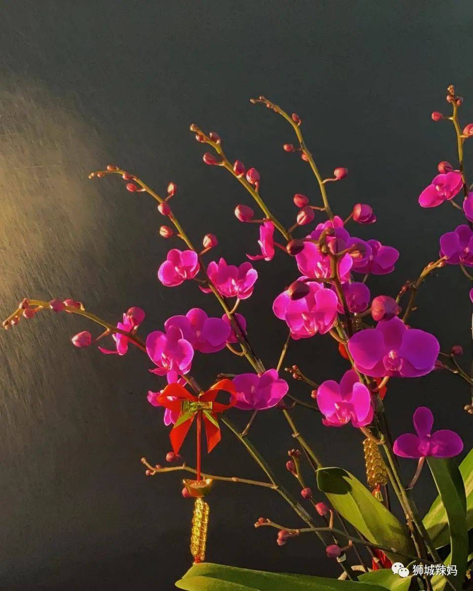 新加坡最大最好逛的花市,1000+花卉,新年必入好运连连