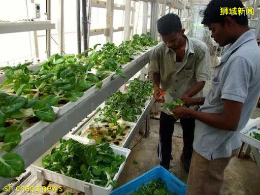 新加坡这家大公司裁掉一半员工!部长:还有5万5000个就业机会