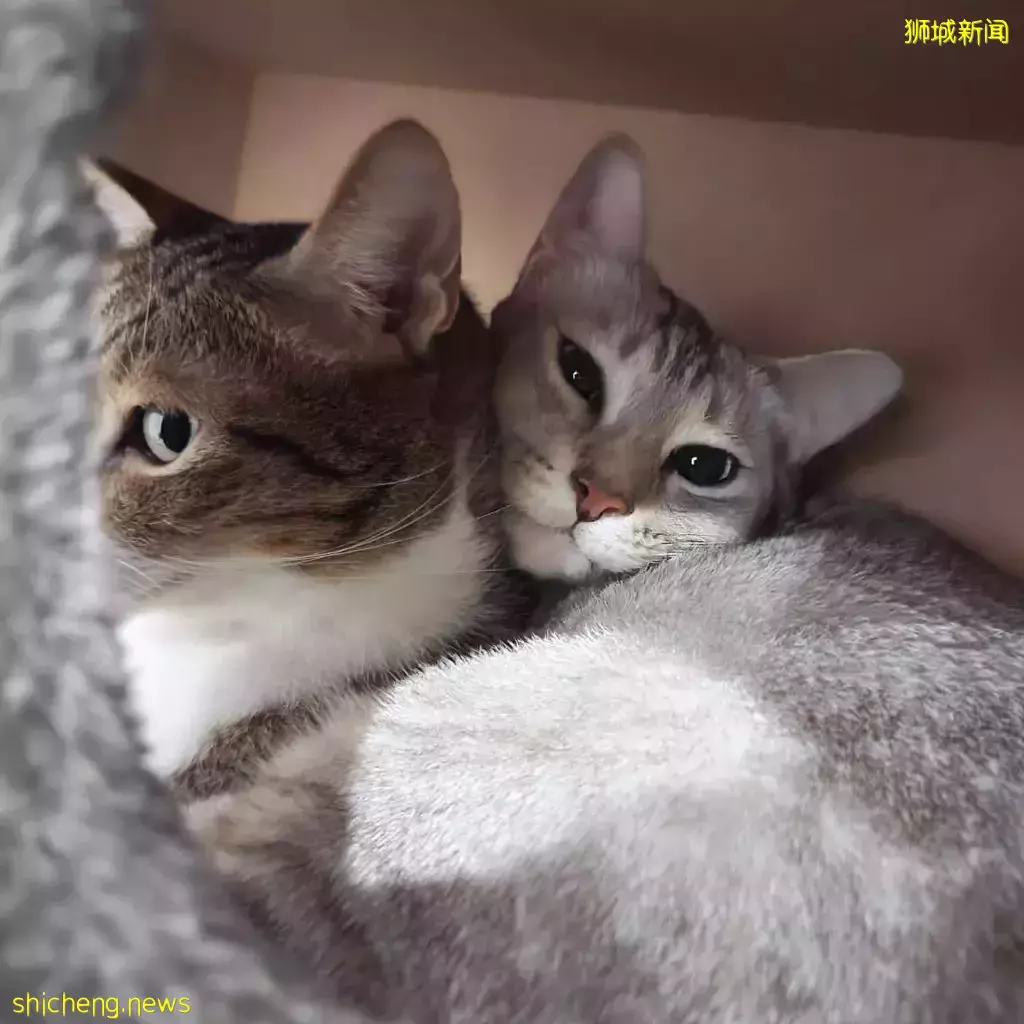 新加坡首家無籠貓咖@Cat Paradise🐈,還可以領養貓貓喔