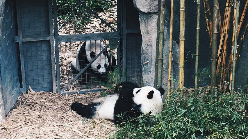 River Safari熊貓館🐼4月21日～26日期間暫時停止開放，原因竟然是熊貓要約會啦