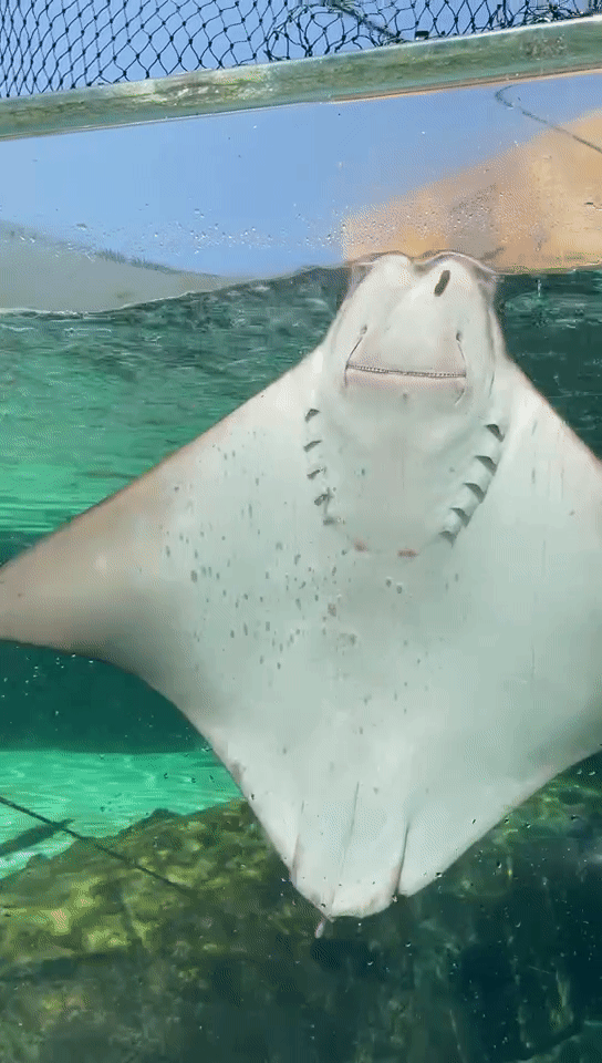 新加坡娃最爱的水上乐园重开!冲浪、水滑道、漂流,还能和鱼儿嬉戏