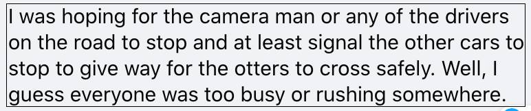 上周末!新加坡鳄鱼生吞大蜥蜴,水獭横穿乌节路