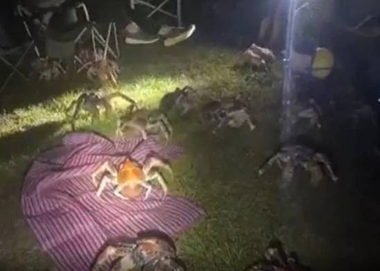 突發！這個海灘驚現一群巨型椰子蟹，還搶燒烤吃！新加坡也被鳄魚、蜥蜴、蟒蛇、水獺、猴子、野豬、野雞嚇到過