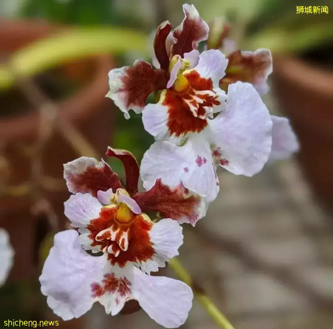 学生假期限时免费!超过5000+品种,带娃去看新加坡的国花