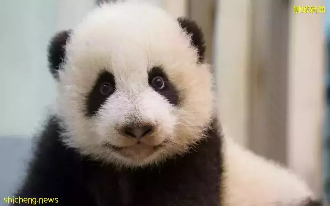 梵星、圓寶、小奇迹，海外“移民二代”熊貓叫什麽