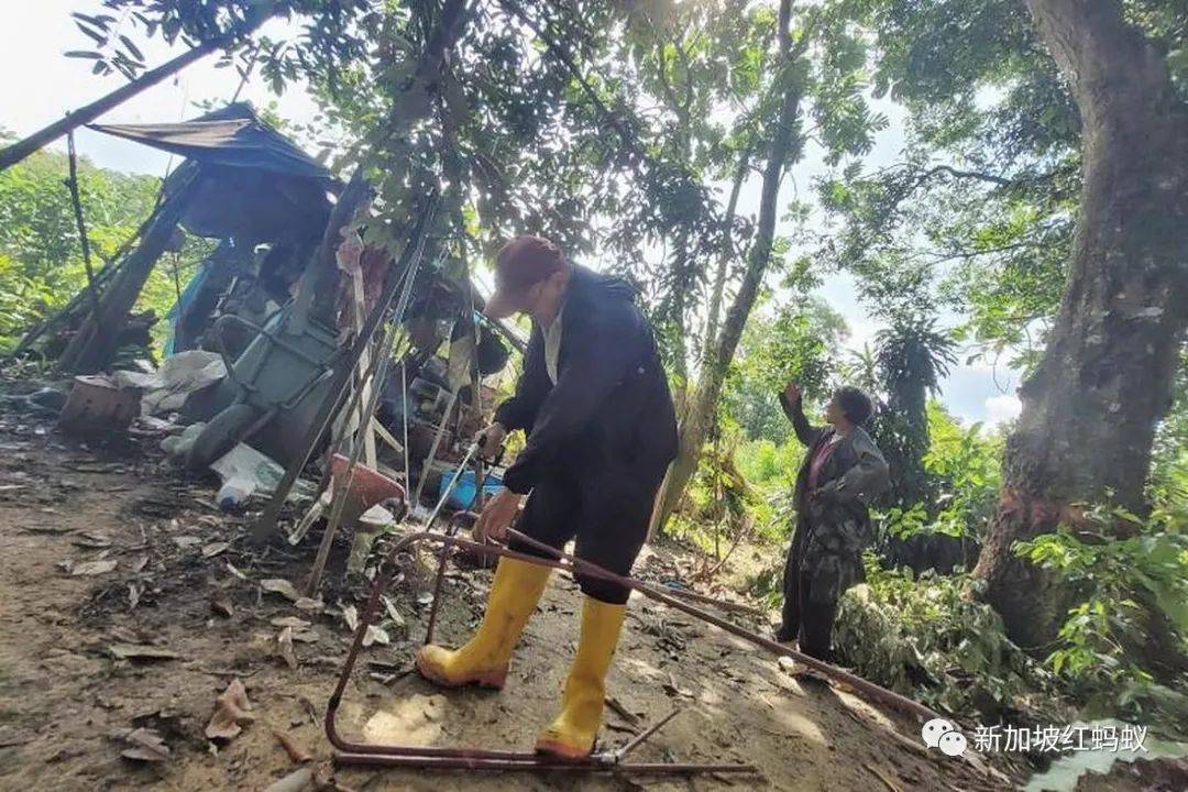 獅城“陶淵明”花10年悄悄在叢林裏開拓“世外桃源”　一朝被徒步者舉報，被令撤離