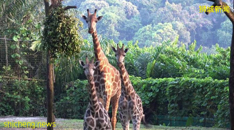 萌宠来袭,新加坡动物园新入稀有长颈鹿