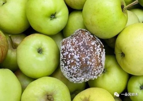 ​“新加坡会成为第二个武汉“？怎么算出来的？