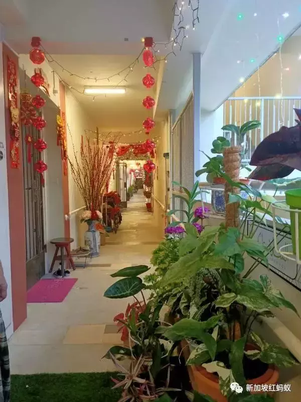 獅城春節氛圍最濃厚的，就是這些裝飾得很喜慶的組屋走廊