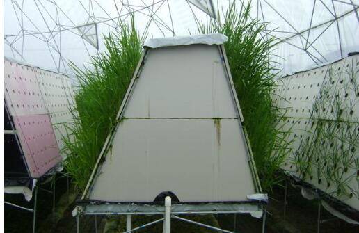 哈!新加坡也跟风搞“农业硅谷”?养鸡、种菜能玩出啥新花样