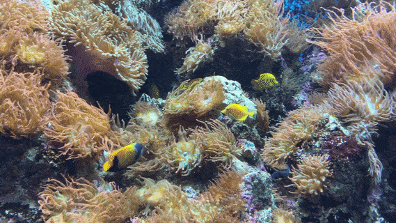 年末假期，教你如何在新加坡找“雪花”、小黄人和圣诞老公公！