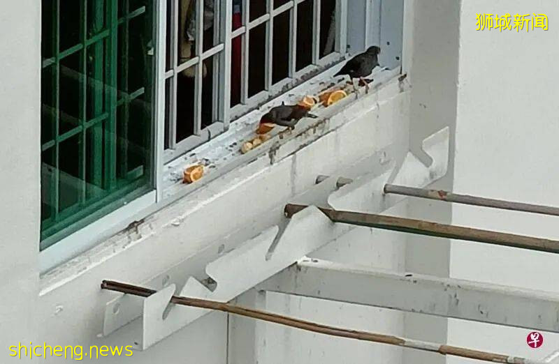 水果面包放窗台 阿叔喂食引鸟患