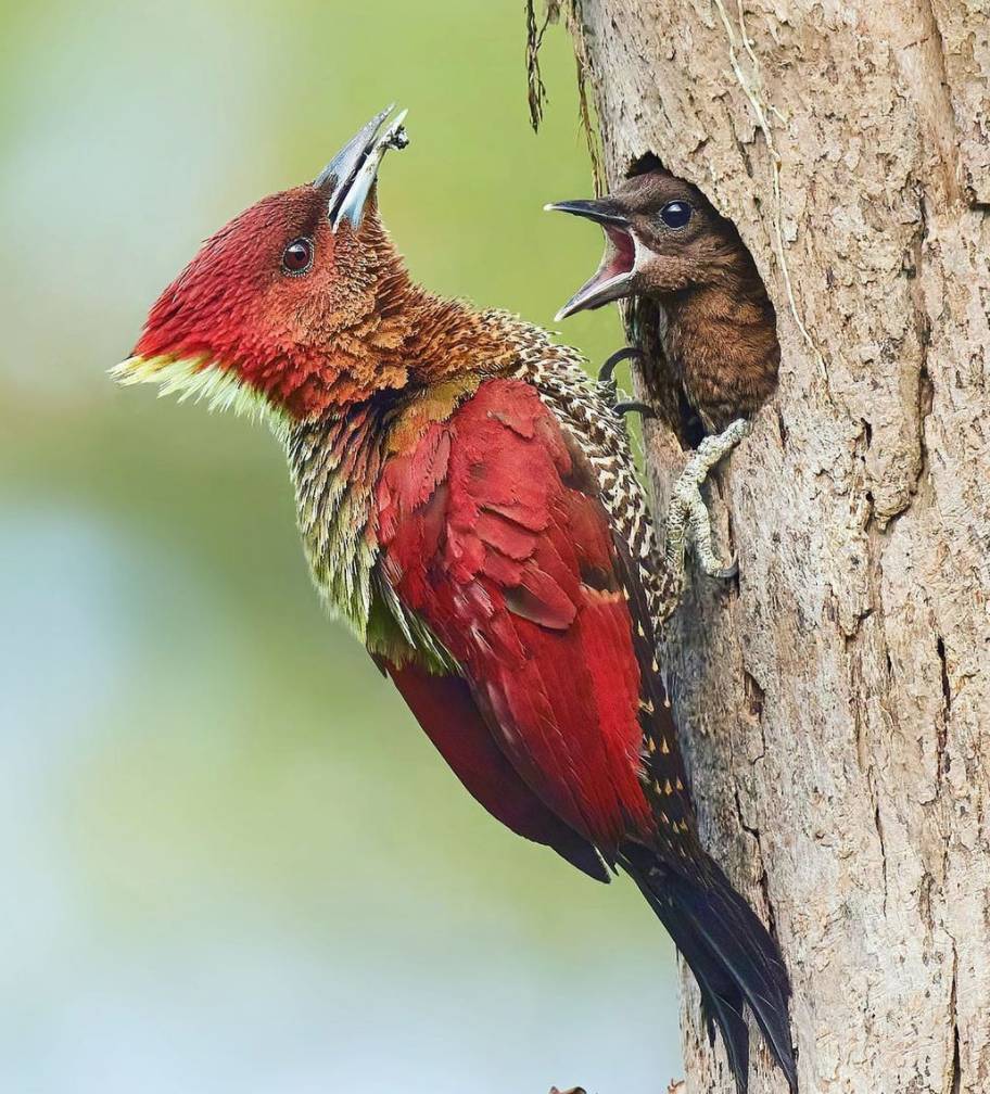 实拍新加坡八哥大战啄木鸟!过程太刺激