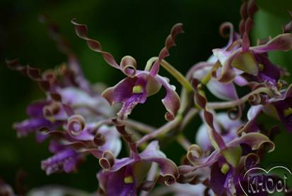 【新加坡留学】我很小,可是我拥有2项世界文化遗产