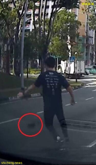 顽皮小猫在新加坡公路乱窜险丧车轮之下,众人停车“抓喵喵”爱心满满