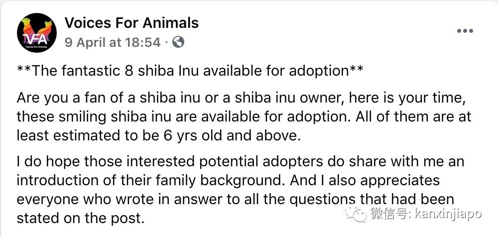 新加坡8只柴犬等待爱心主人前来领养，注意资格