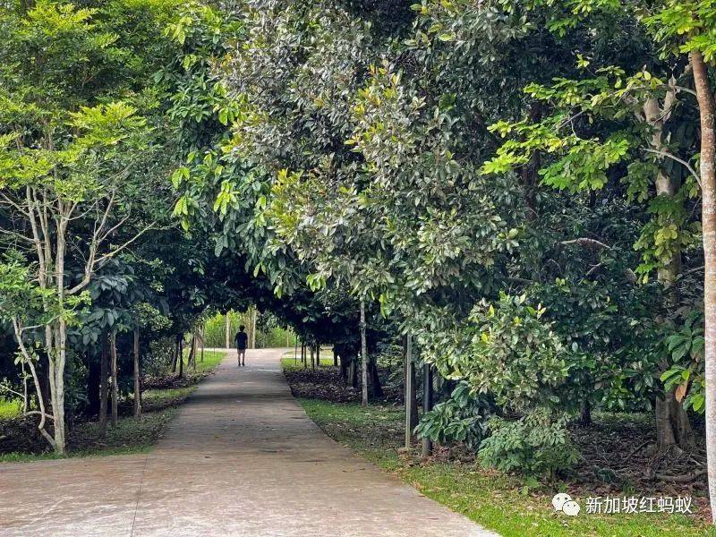 放年假的李顯龍總理不能出國,跑去新加坡這些地方打卡