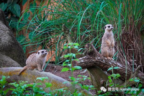 动物园独家闪促优惠!李显龙带头探访小动物