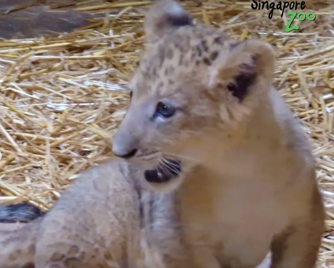激萌！“獅子王”出生在新加坡動物園！網友：好想擁有一只