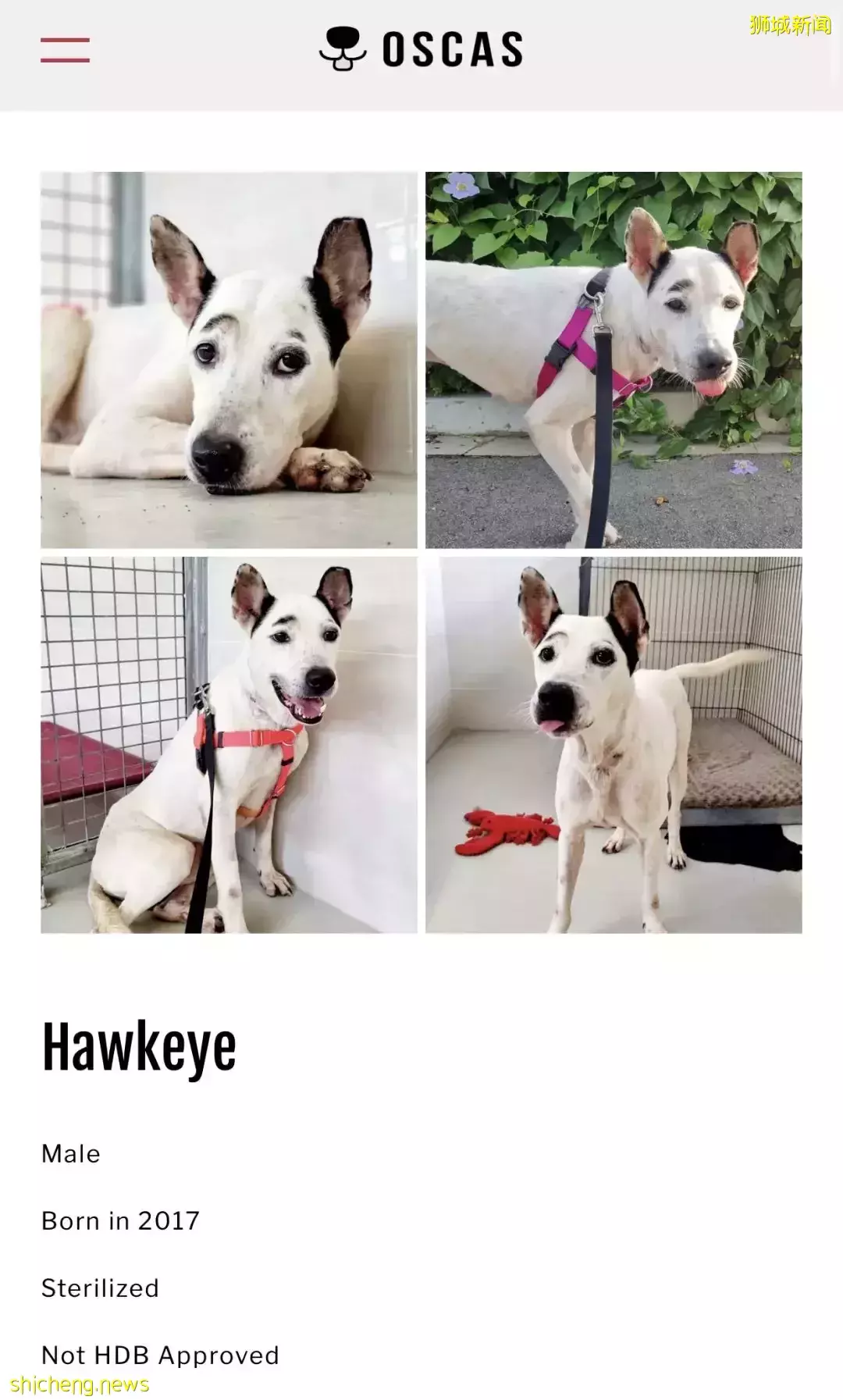 新加坡爲什麽沒有狂犬病?連本地人都不知道的一段黑曆史