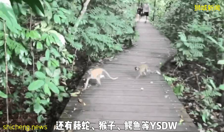 疫情不再宅家!新加坡10个超美户外蓄水池走起~人少风景好