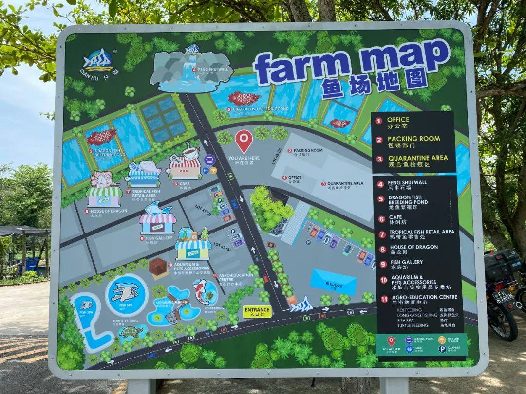 餵羊、擠奶、了解青蛙生長過程,新加坡的農場這麽牛