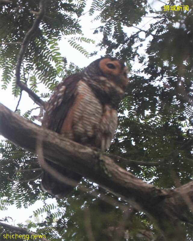 公园大树成猫头鹰家   公众聚集围观