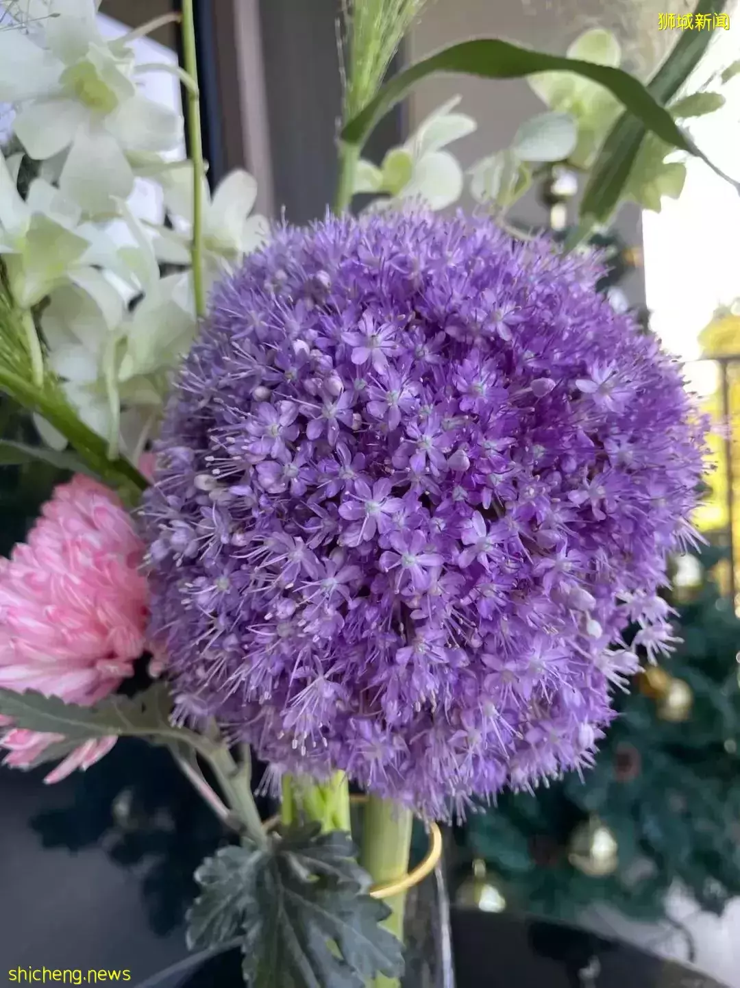 鮮花在熱帶也能養1個月？資深花友新加坡買花、養護大揭秘