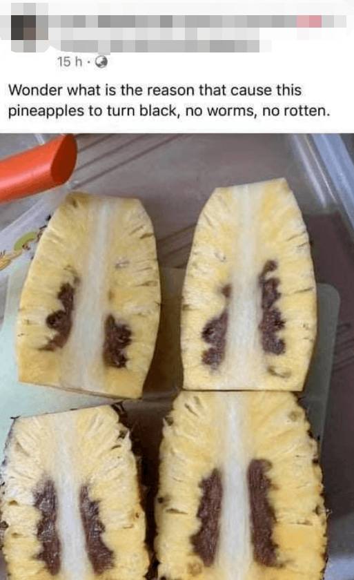 新加坡緊急退貨1600多箱台灣“黑心”鳳梨!食品局提醒:或有黑腐病,別吃