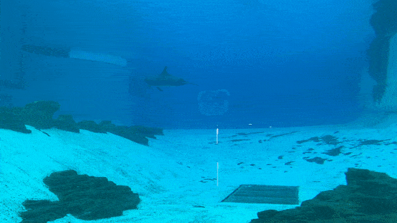 年末假期，教你如何在新加坡找“雪花”、小黄人和圣诞老公公！