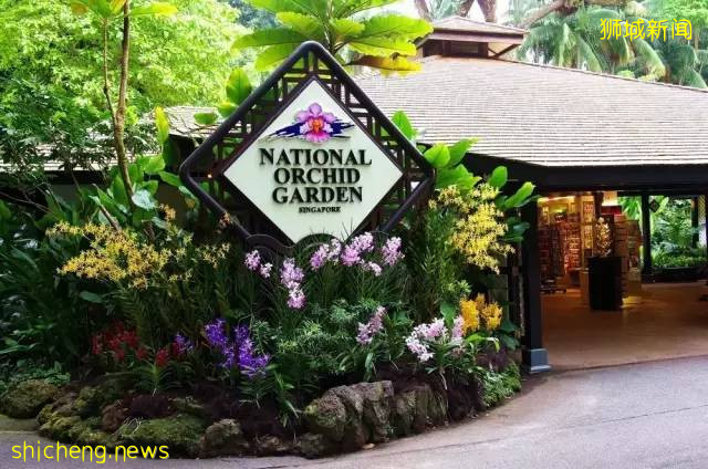 獅城見聞 | 新加坡胡姬花趣事!