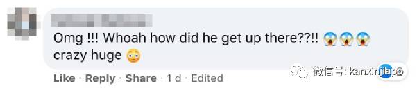 新加坡巨型鳄鱼出没码头,蟒蛇潜入住宅区吞猫