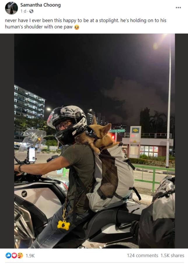 酷狗!机车主人与机车狗在新加坡马路上飙车太令人羡慕了