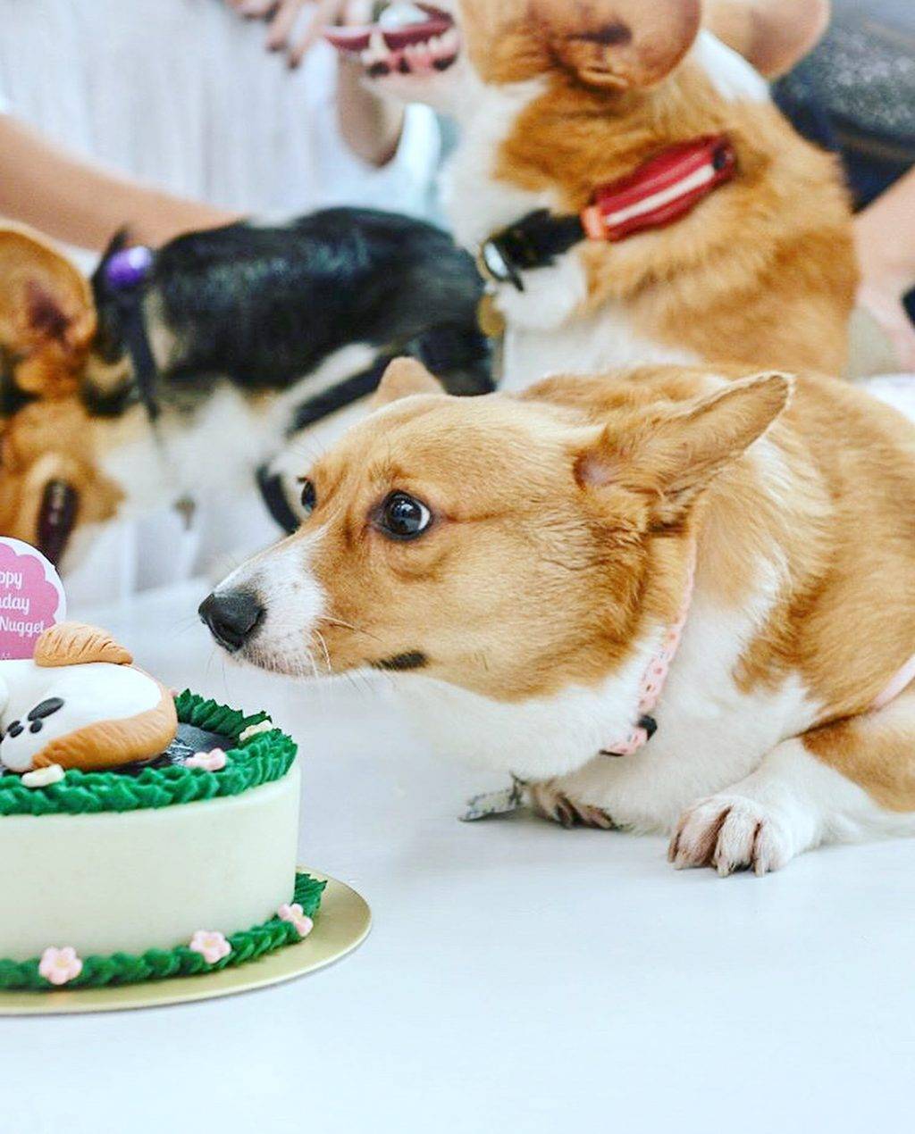 汪星人咖啡厅🐶 满屋萌犬的“Menage Cafe”边吃饭边耍狗!去找毛小孩解解压、透透气😍