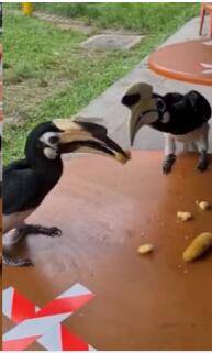 新加坡犀鸟要成精！前有公寓偷内衣，今在食阁撒狗粮