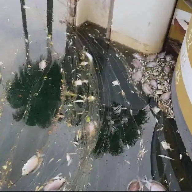 新加坡顶级富豪区升涛湾水道变成粉红色!死鱼成片漂浮,散发出阵阵不可描述的恶臭