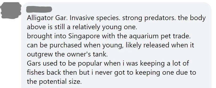 新加坡蓄水池出現恐怖形狀的怪物魚!怎麽來到新加坡的