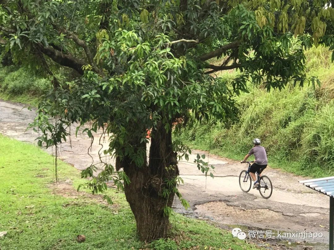 史无前例！今天，新加坡全岛按下“暂定键” | 新增X例，累计X