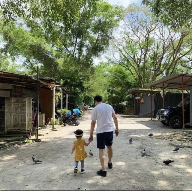 新加坡唯一动物度假村，就要说再见了……