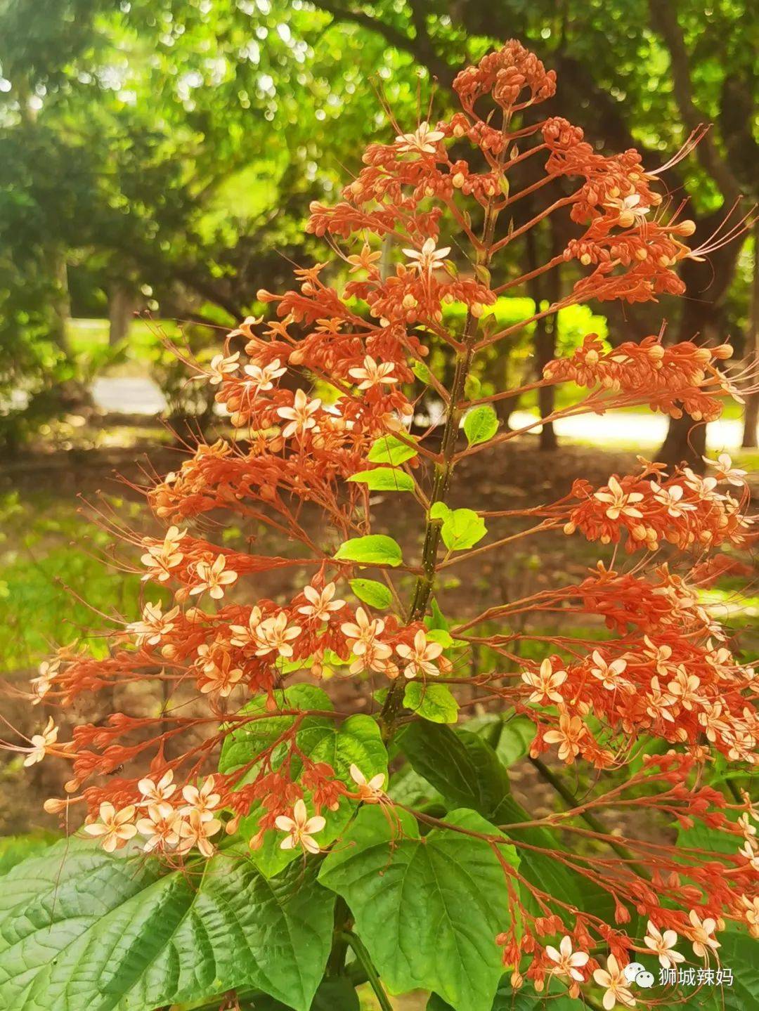 新加坡最好玩的海灘公園!趕海、騎馬、劃艇、樹籬迷宮、燒烤露營,超適合家庭出遊
