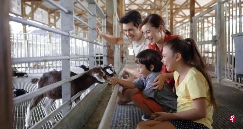 在新加坡也能享受种瓜种豆、牛羊成群、蛙声和鸣的城市农夫生活