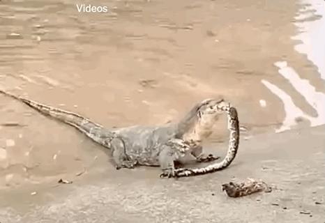 新加坡上演巨蜥PK蟒蛇!平平无奇的小路边,居然藏了一只鳄鱼