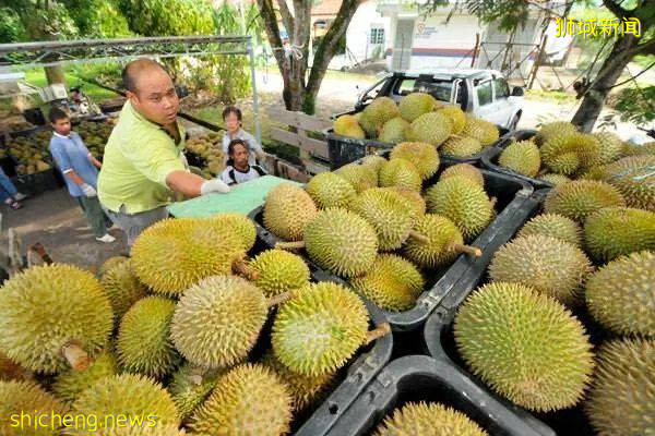 榴梿季到!泰國和馬來西亞的榴梿誰家的最好吃