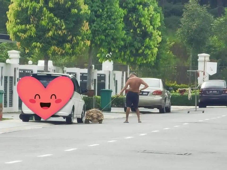 这种动物竟然可以当宠物遛！网友：我也养过，骑上去很稳