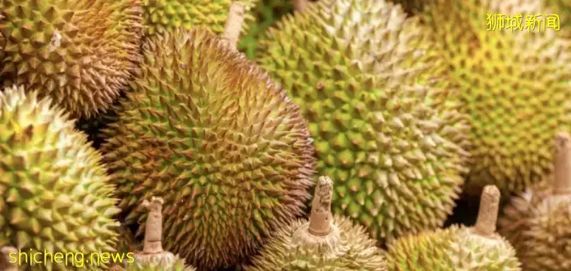 新加坡榴梿季来了!涨价不多,但数量供应减少