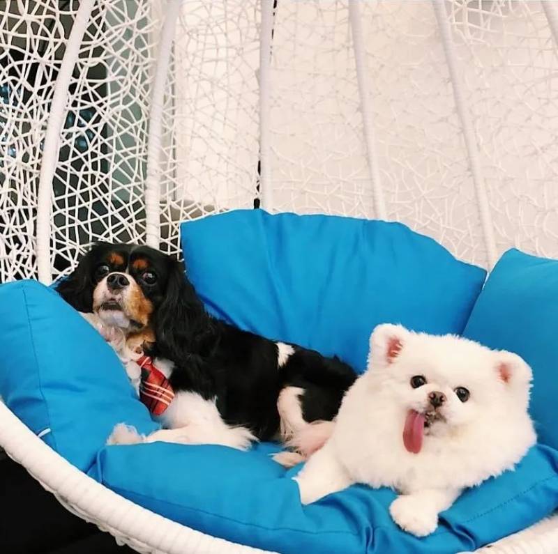 新加坡狗咖合集，快來被治愈吧