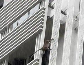 別在 NTU 餵豬了!新加坡的野生動物可不好惹