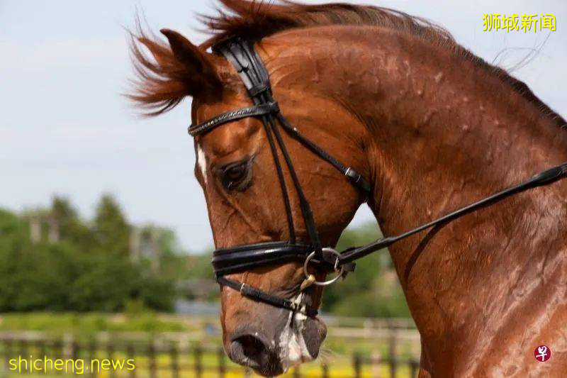 “你面对的是活生生的动物,你不知道马儿当天的感受如何” 律师骑师遇见爱驹后经历哪些火花