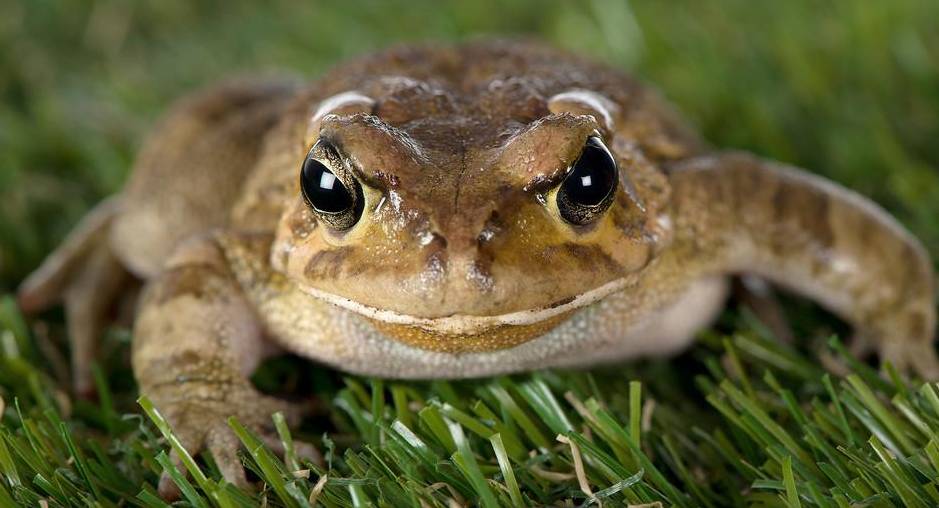 新加坡公园现眼镜蛇VS蟾蜍,天敌对菜鸟的战局居然“和解”了