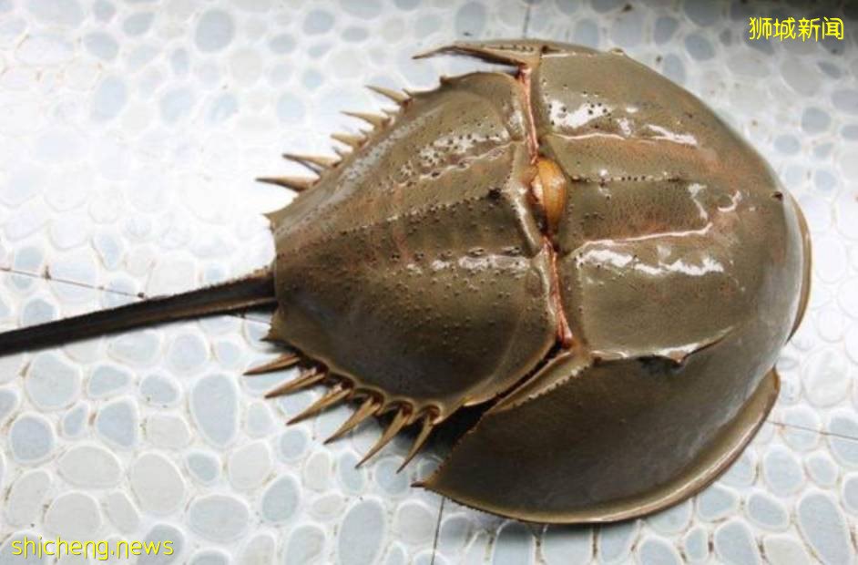 保护新加坡海洋生态,请勿随意捕捉海洋生物